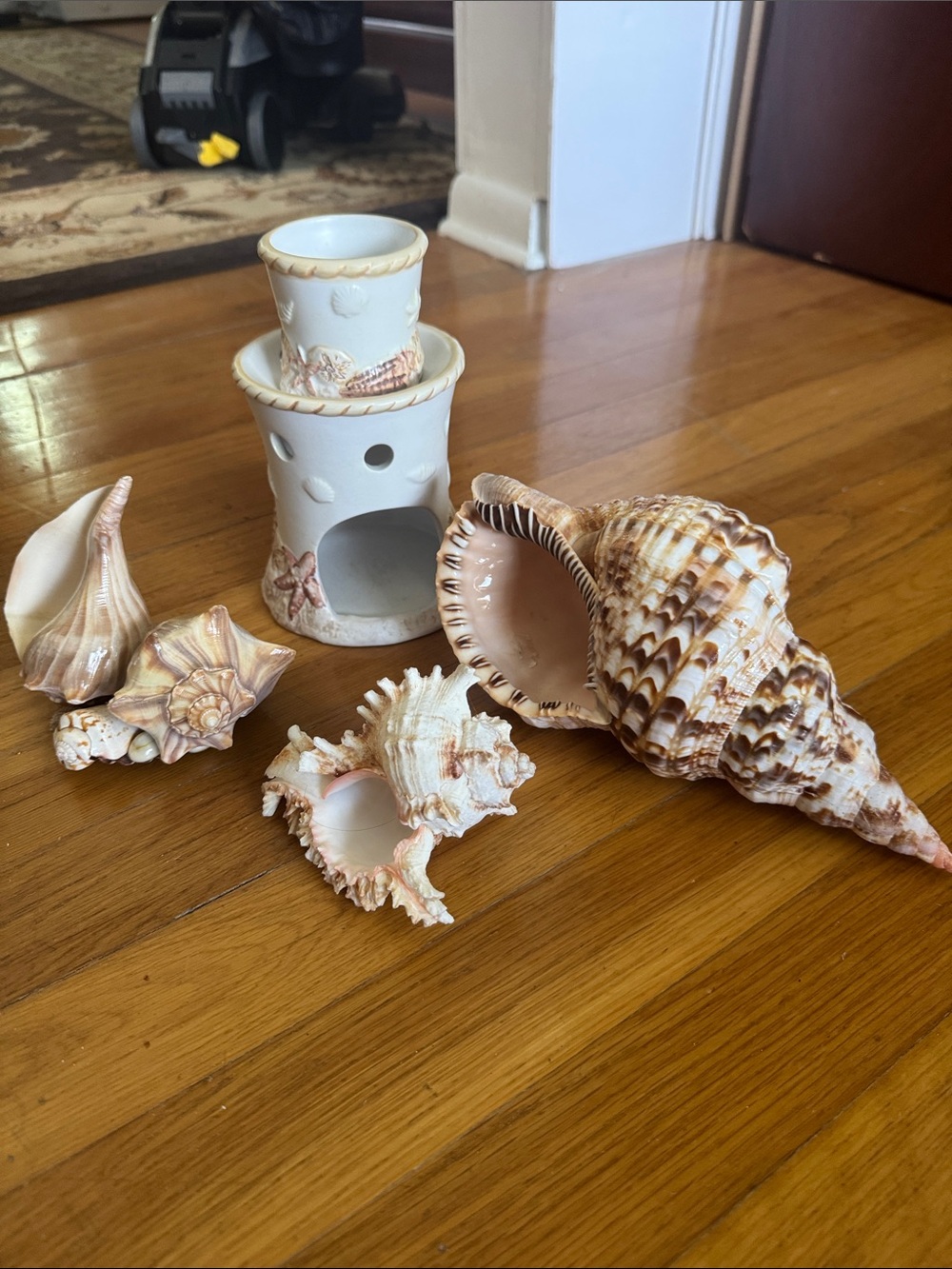 7 Sea Shell - Picture 4 of 11